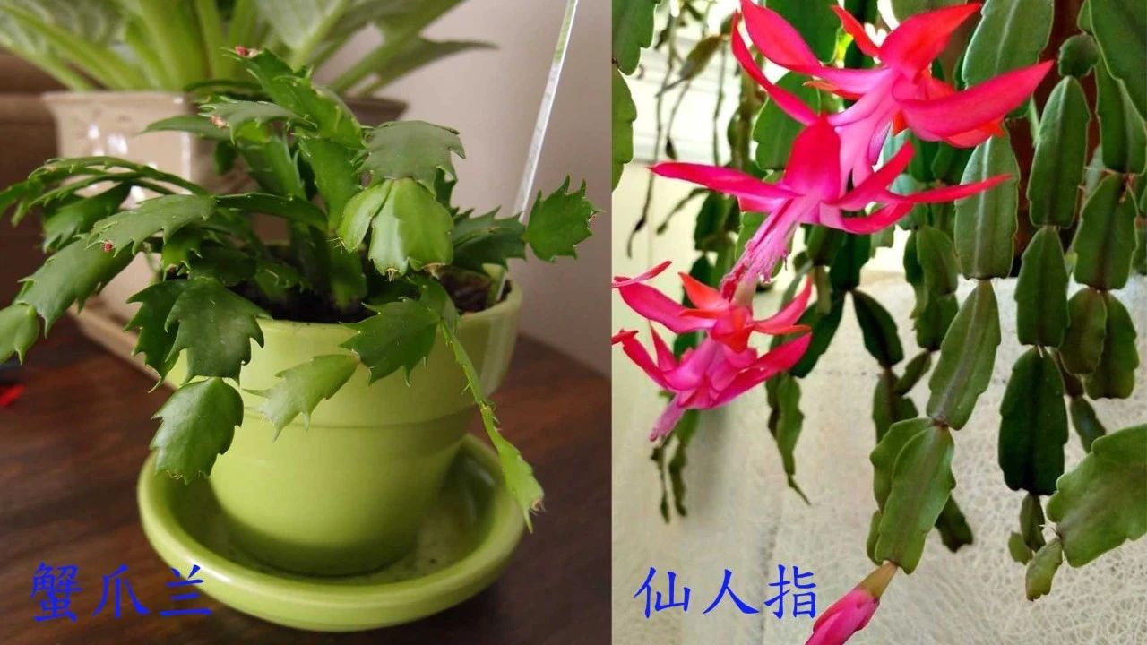 室内蟹爪兰如何养,室内养蟹爪兰的正确方法