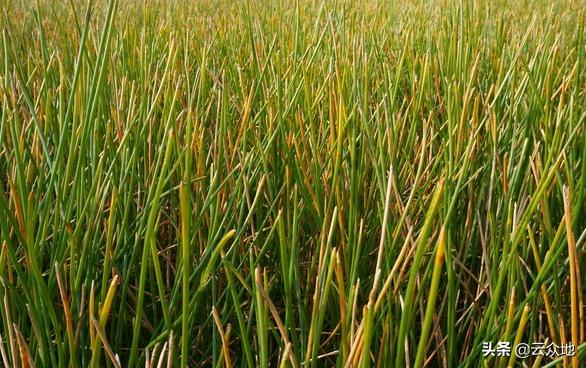 荸荠种植如何实现高产?掌握荸荠栽培管理要点,很实用的技术