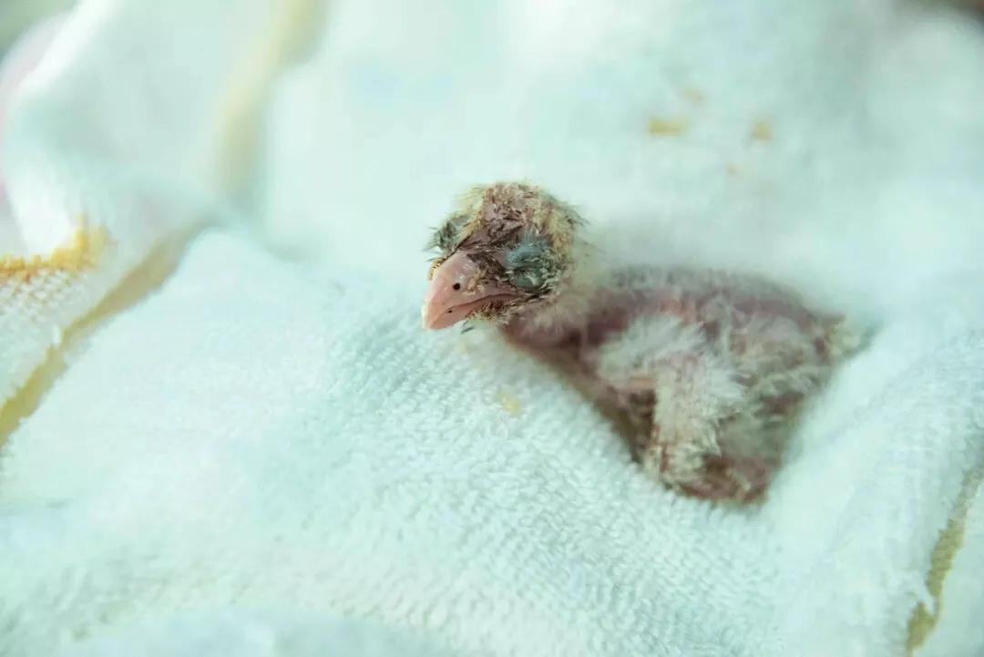 长隆飞鸟乐园拍鸟攻略,广州长隆飞鸟乐园可以摸哪些鸟