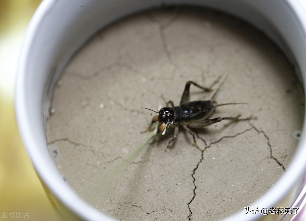 蟋蟀的饲养技巧,蟋蟀的早秋饲养与饮食