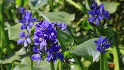 地里的野菜不认识拍照片怎么查,农田常见100种杂草图谱名称