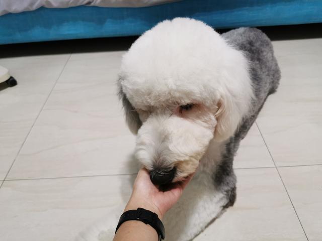 母狗发情期,狗主人记得要做好这3点,要不然哪天带球回家你别哭