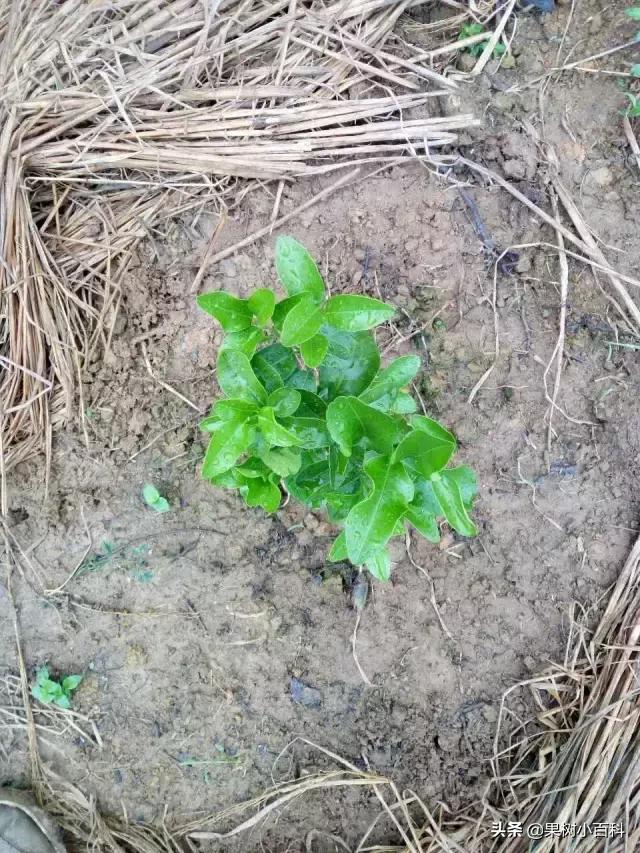 作物的根系好不好，直接决定作物的产量，柑橘尤其如此