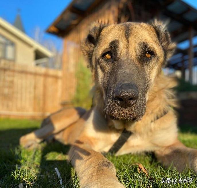 繁殖犬被割去声带,繁殖犬子宫脱落被丢弃