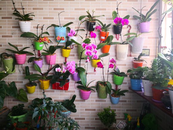 蝴蝶兰花催花技巧,蝴蝶兰催花最好的方法