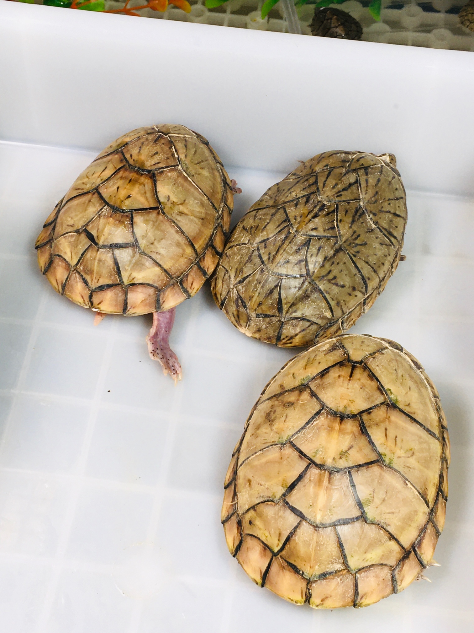 龟生病吃什么药最好,龟生病了怎么喂药