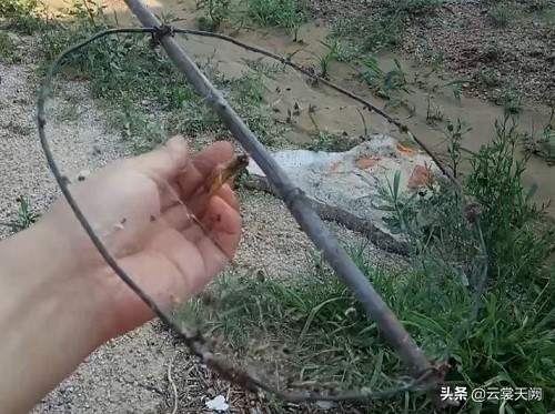 孩子看见一些昆虫害怕是怎么回事,孩子怕昆虫最好的方法