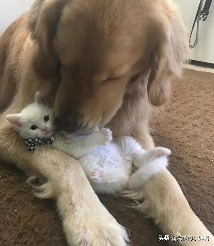 金毛救幼猫已被收养,金毛寻回了被遗弃的小猫