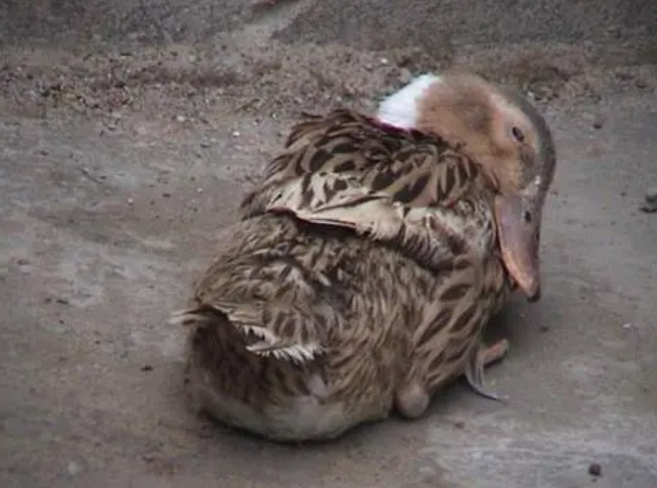 返乡创业养鹅的人,回家养鹅创业项目