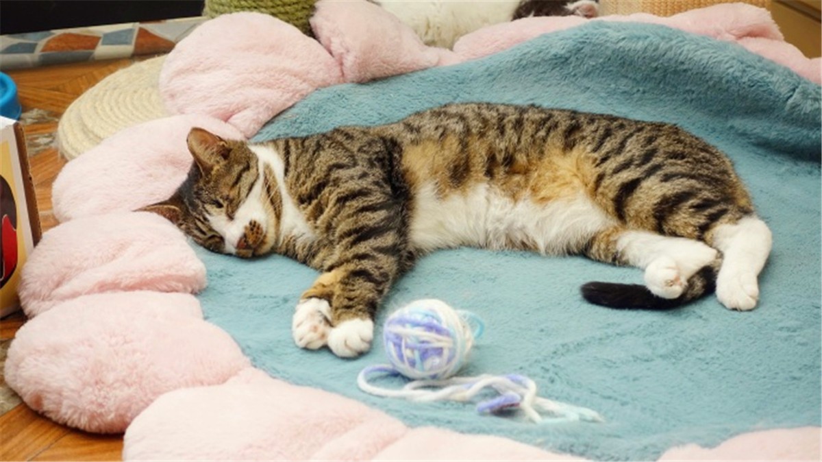 猫咪深度睡眠姿势,猫咪怎样睡觉才说明放松警惕