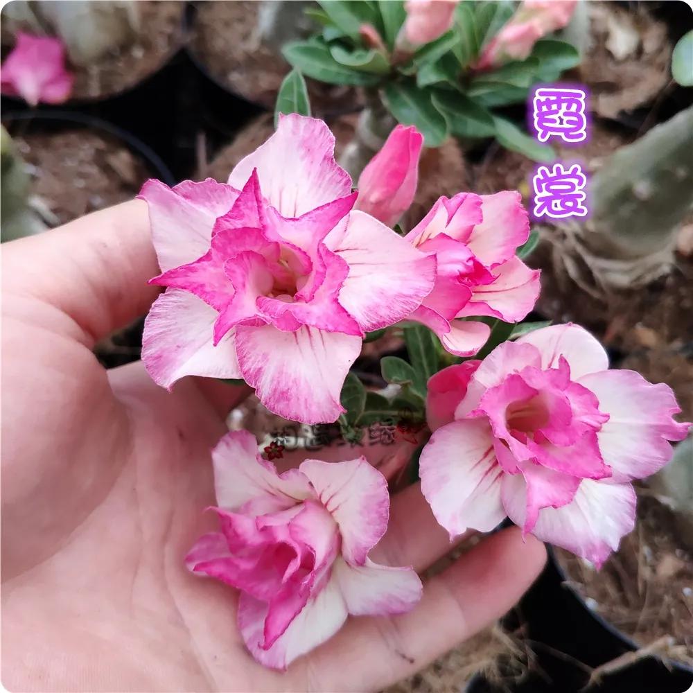 84个沙漠玫瑰品种，收起来慢慢看，待到来年春天选几种喜欢的养