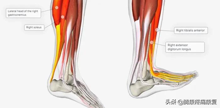 踝关节背屈测试和4项灵活性和稳定性练习