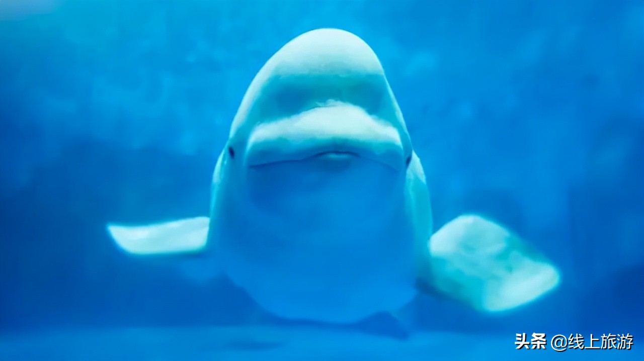 青岛三天旅游攻略详细,青岛旅游美食攻略最值得去的地