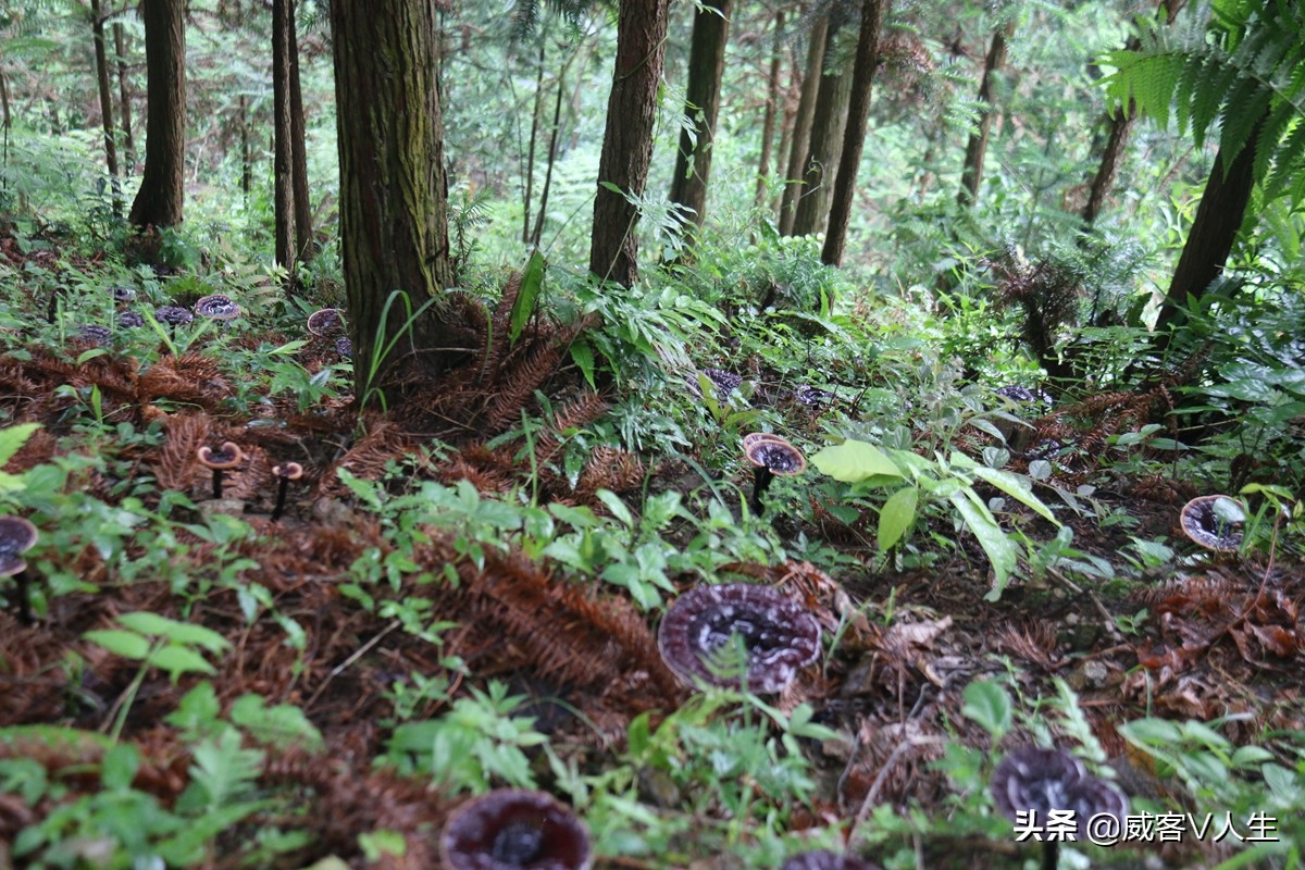 灵芝神草中华瑰宝,中华瑰宝灵芝价格