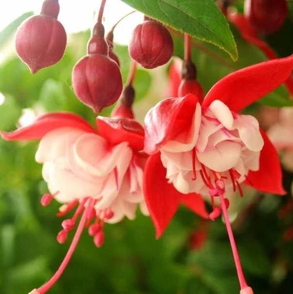 天一热，倒吊*钟金**就蔫了？记住“4个”小细节，恢复精神气，管用