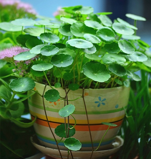 好养的盆栽花卉大全,人养花花