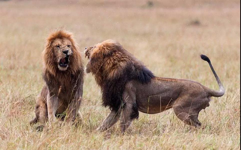 比霸道更便宜越野更强的车,比霸道和陆巡还好的车