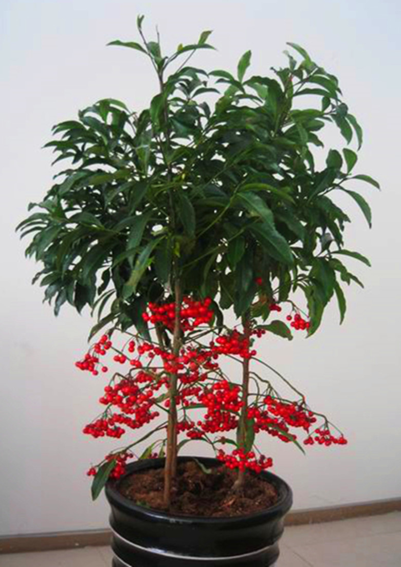 紫金牛的养殖,紫金牛如何养