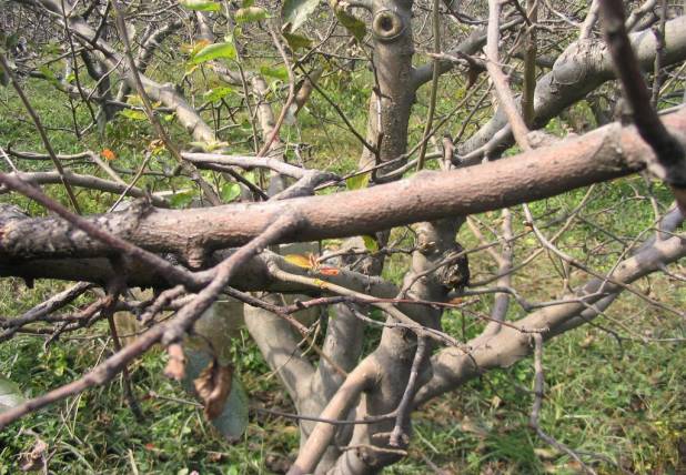 果树干裂开是什么原因,果树有干枝怎么回事