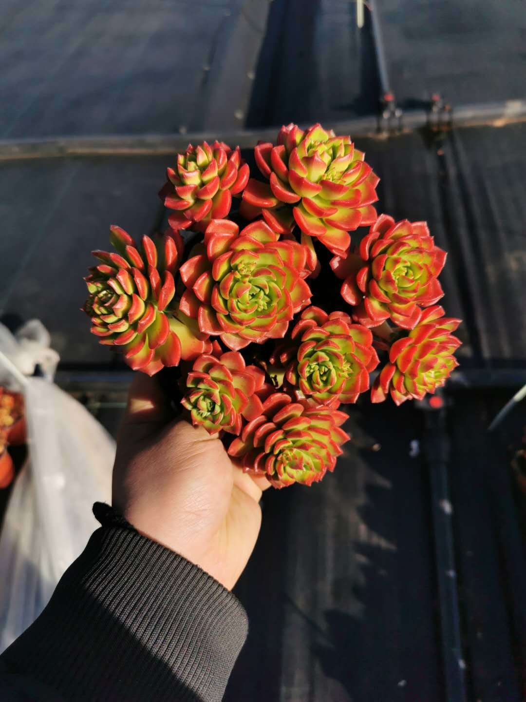 蒂亚多肉植物怎么养,多肉蒂亚小苗怎么养好