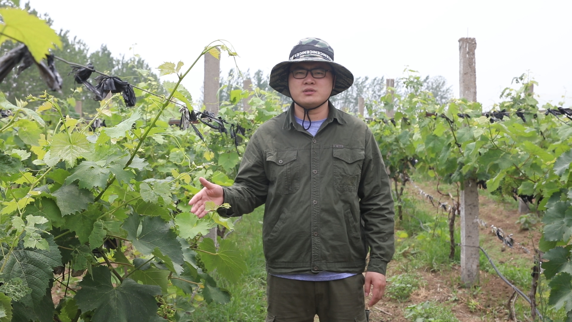 葡萄要多久才能变成葡萄干,葡萄为啥能晒成葡萄干