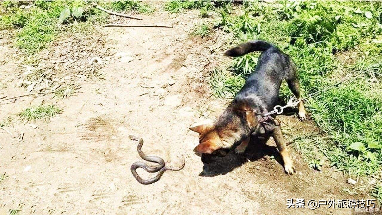 夜钓怎样防蛇进身边,夜钓防蛇最简单方法