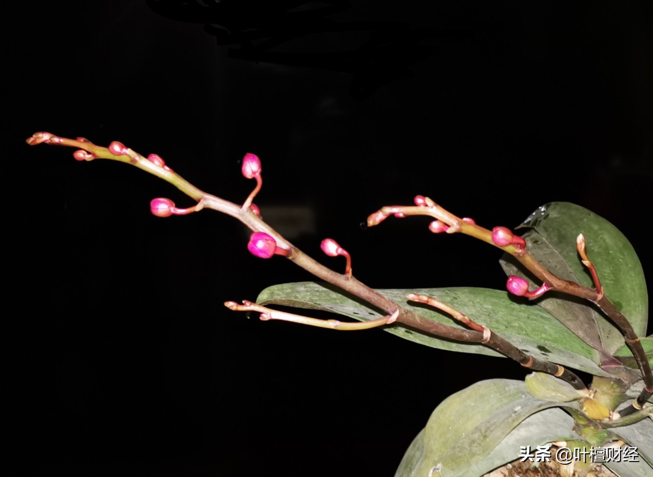 杀母骗保40万买房,弑母骗保买房