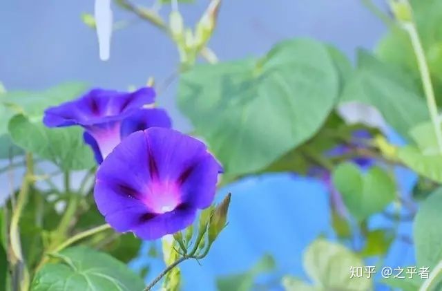 适合取名的花名赏析,适合取名用的诗句