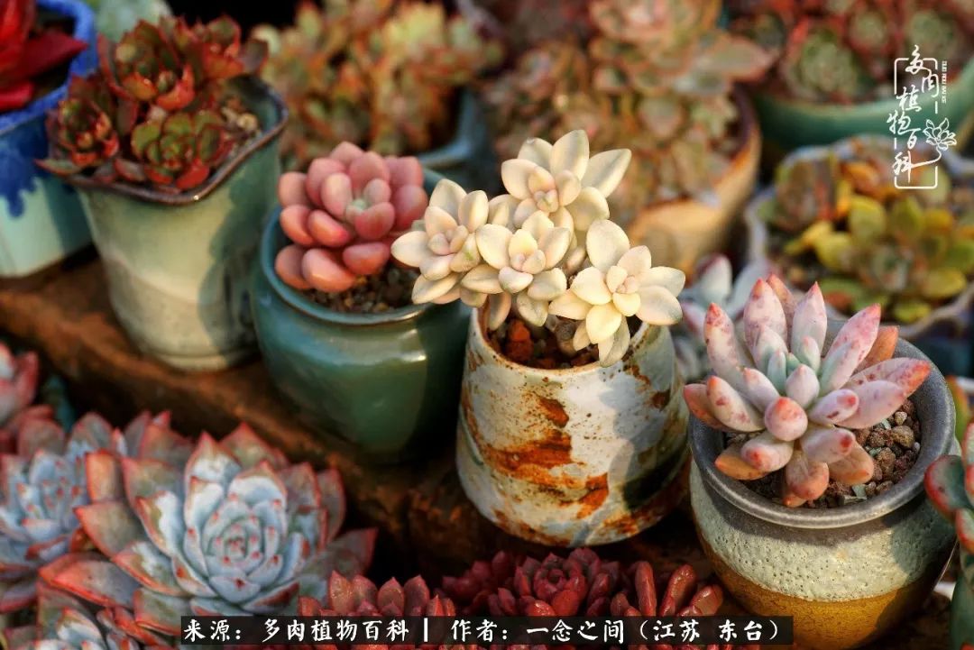 对多肉植物的爱心寄语,赏兰花感言