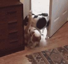 一开门猫咪就冲进卧室,猫咪越狱刚把门打开