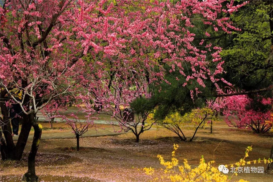 中国科学院植物研究所北京植物园,北京植物园有牡丹花还有什么花