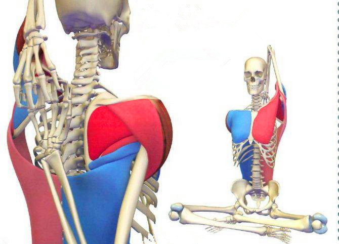 瑜伽7个体式助你更易开肩,瑜伽牛面坐辅助手法