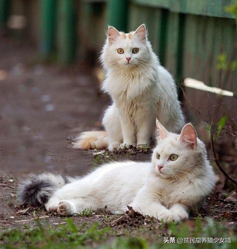 活体小猫咪售卖,土耳其国宝级猫咪