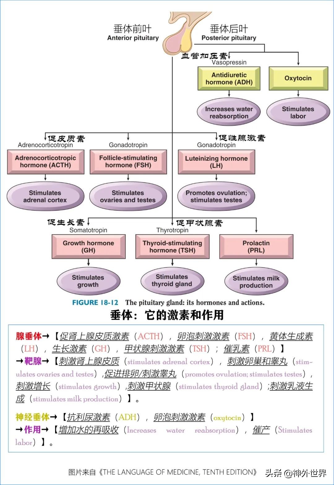 鞍区解剖学习笔记之——垂体