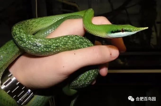 蛇如何升级为龙,可以升级的蛇