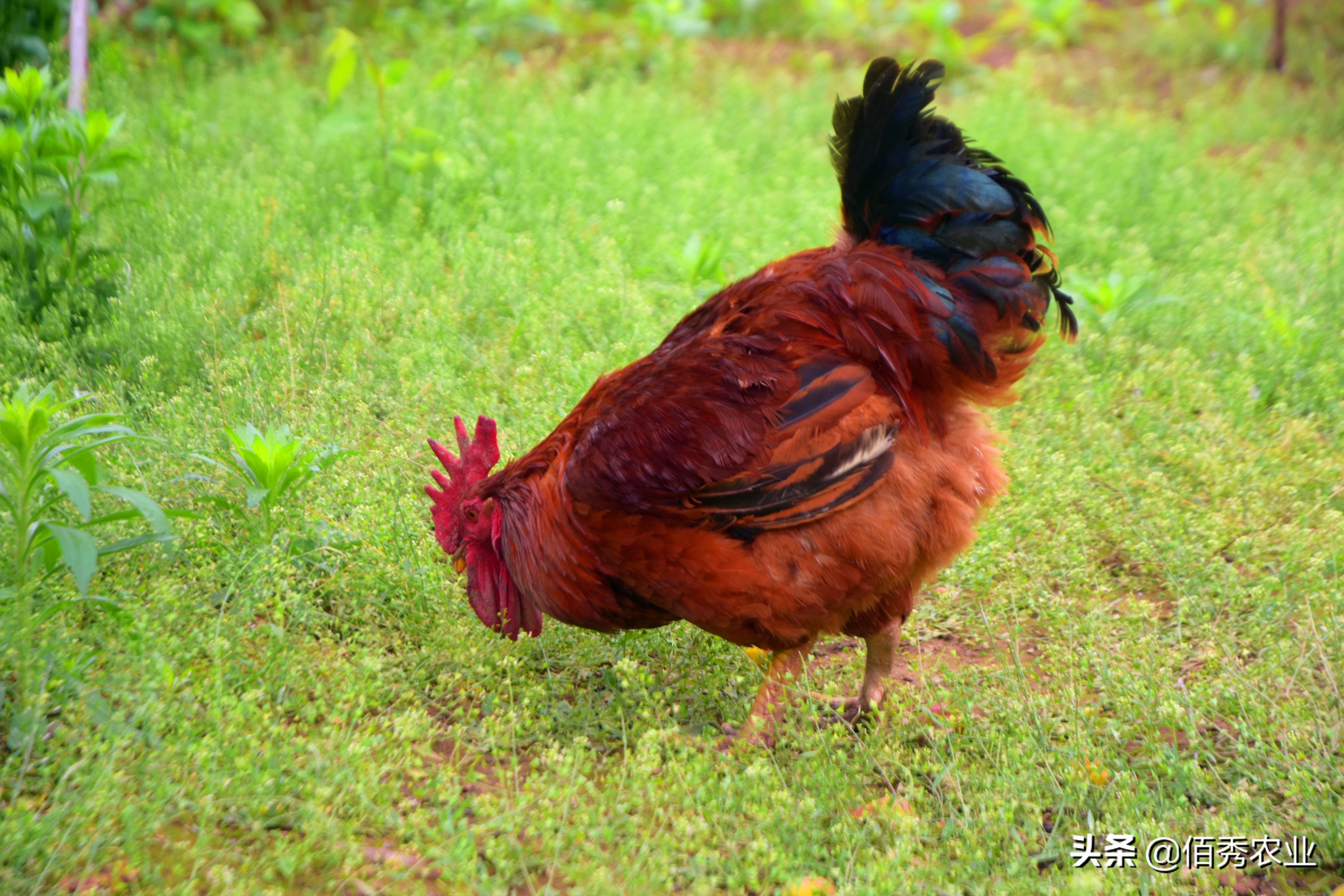农村散养土鸡100元一只,农村散养土鸡当前价格150元两只