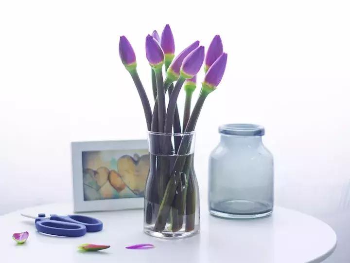 睡莲怎么养能开久一点,睡莲在室内如何养护才能快速开花