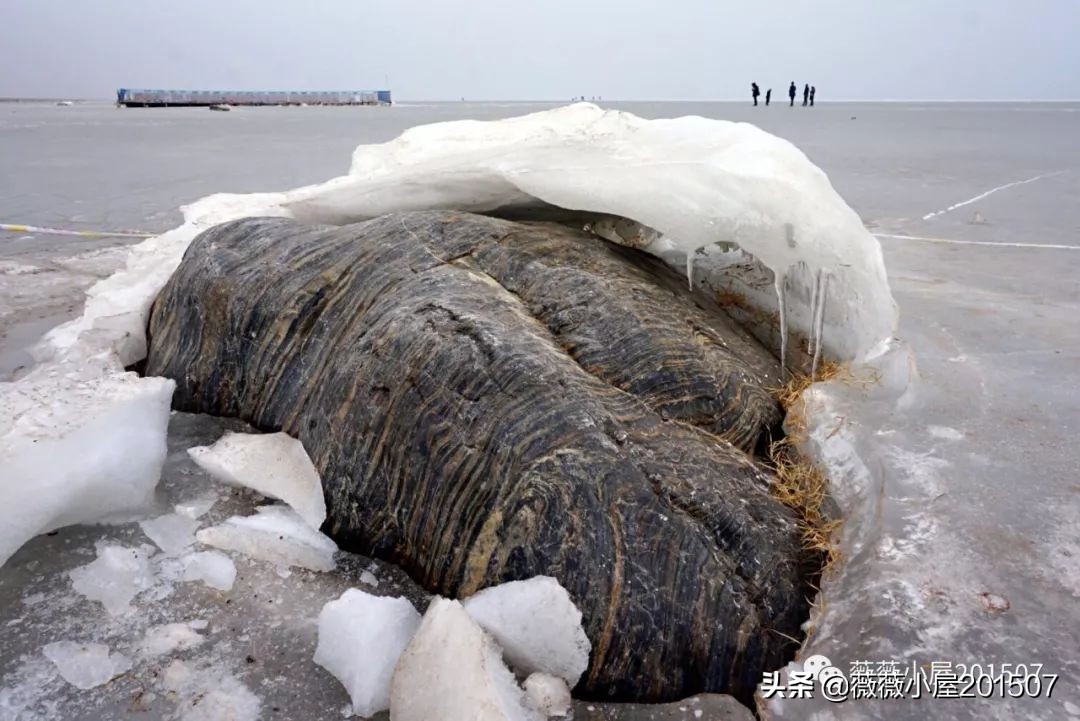 青海湖冬天冰封了吗,冰封前后的青海湖