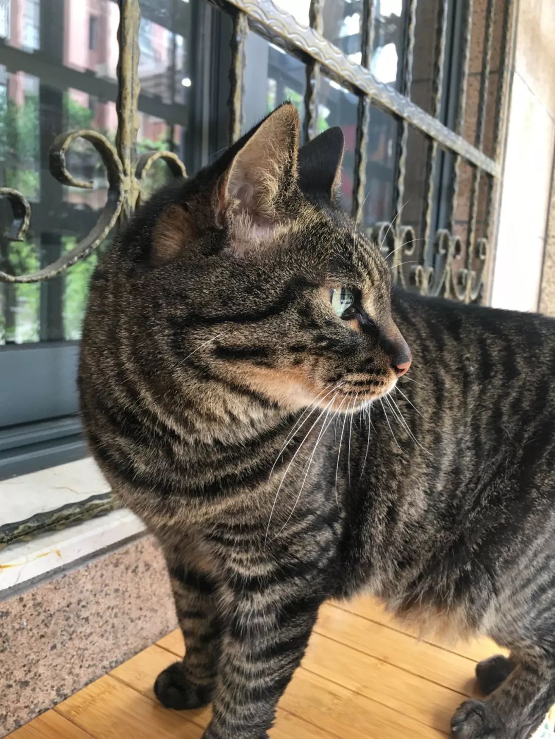 如何判断猫是饿还是饱,怎么判断猫对你有感情