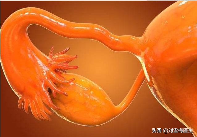 amh怎么看卵巢情况,amh是判断卵巢功能的标准吗