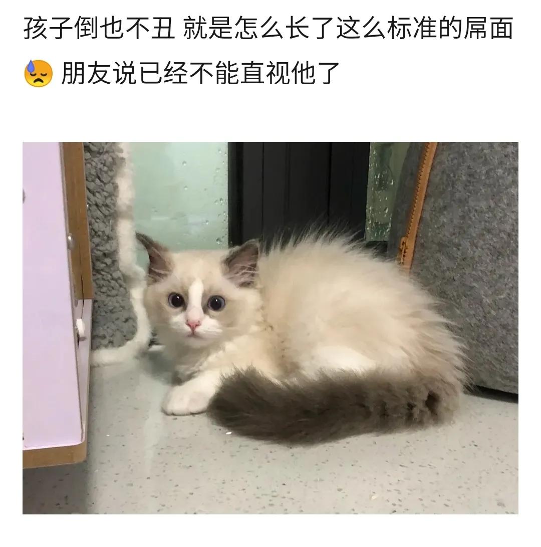 全球罕见足球猫冲上热搜，网友：指定染色！结果......哈哈哈哈