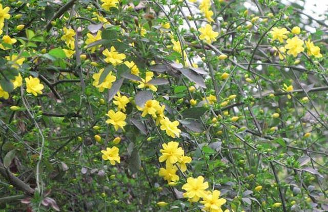 详细描写迎春花各种形态,迎春花形态特征
