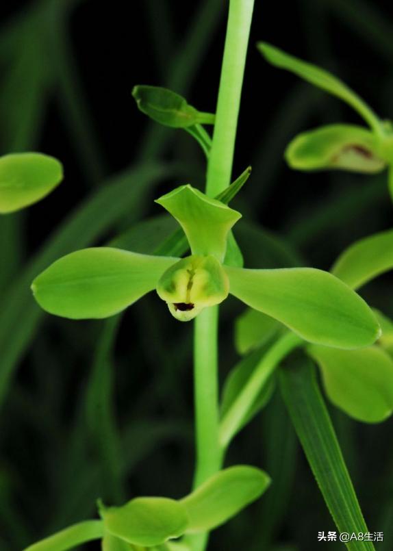 老上海兰花怎么挑选,每日一品中国兰花春兰
