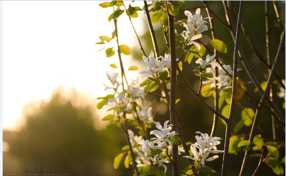 花瓣网素材怎么加照片,花瓣网上的图片怎么批量提取