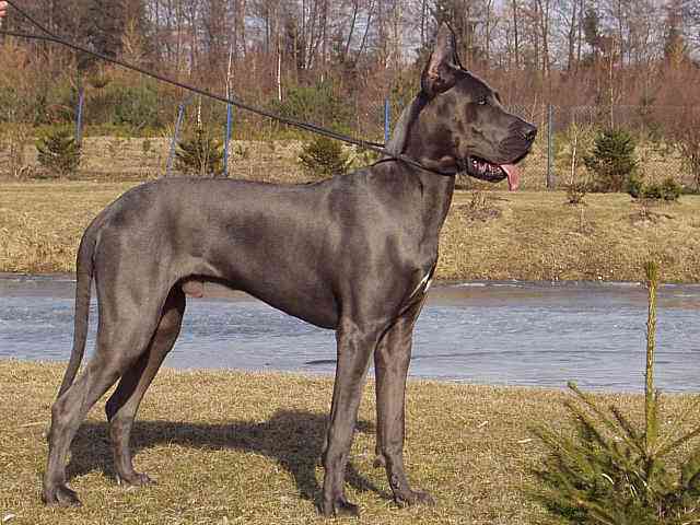 世界上最大的10种狗排名,八种世界上体型最大的狗