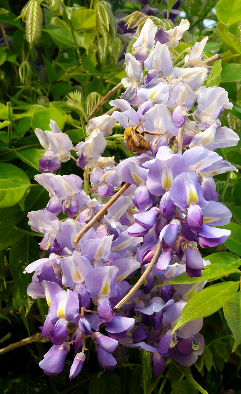 爬藤植物选择有很多,这些有特色的爬藤植物,看看哪些适合你家