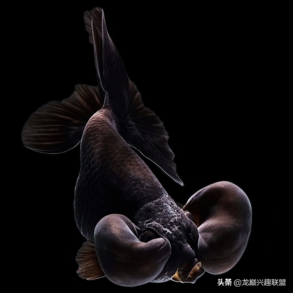 金鱼观赏鱼怎么挑选,金鱼怎么选才好看好养活