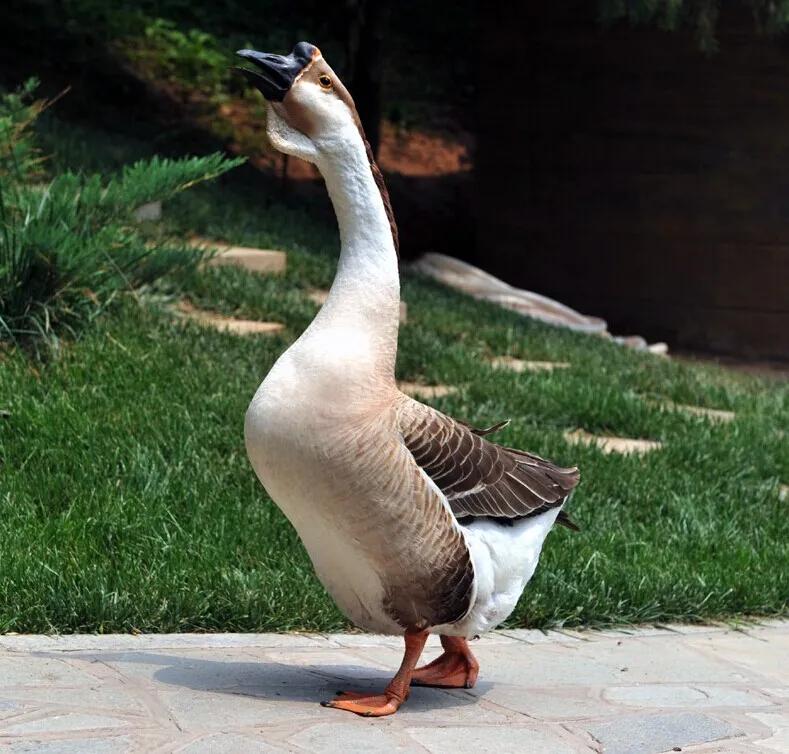 养鹅看家护院什么品种好,打工赚不到钱回家养鸡