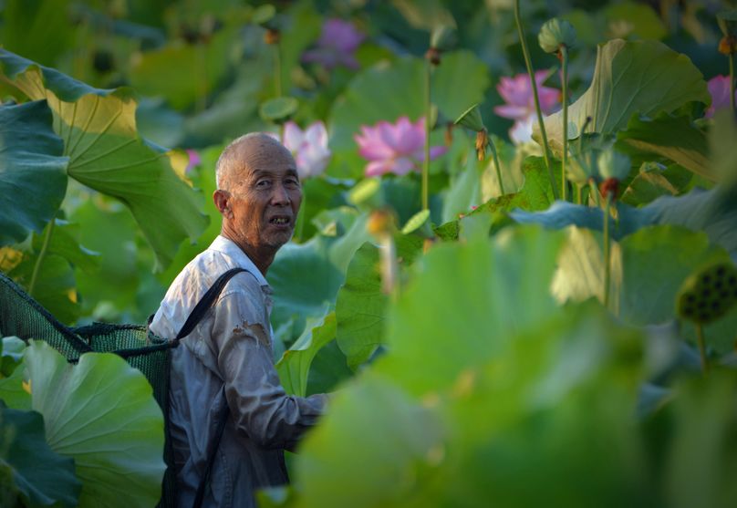 常德，那些惊艳夏日的荷花