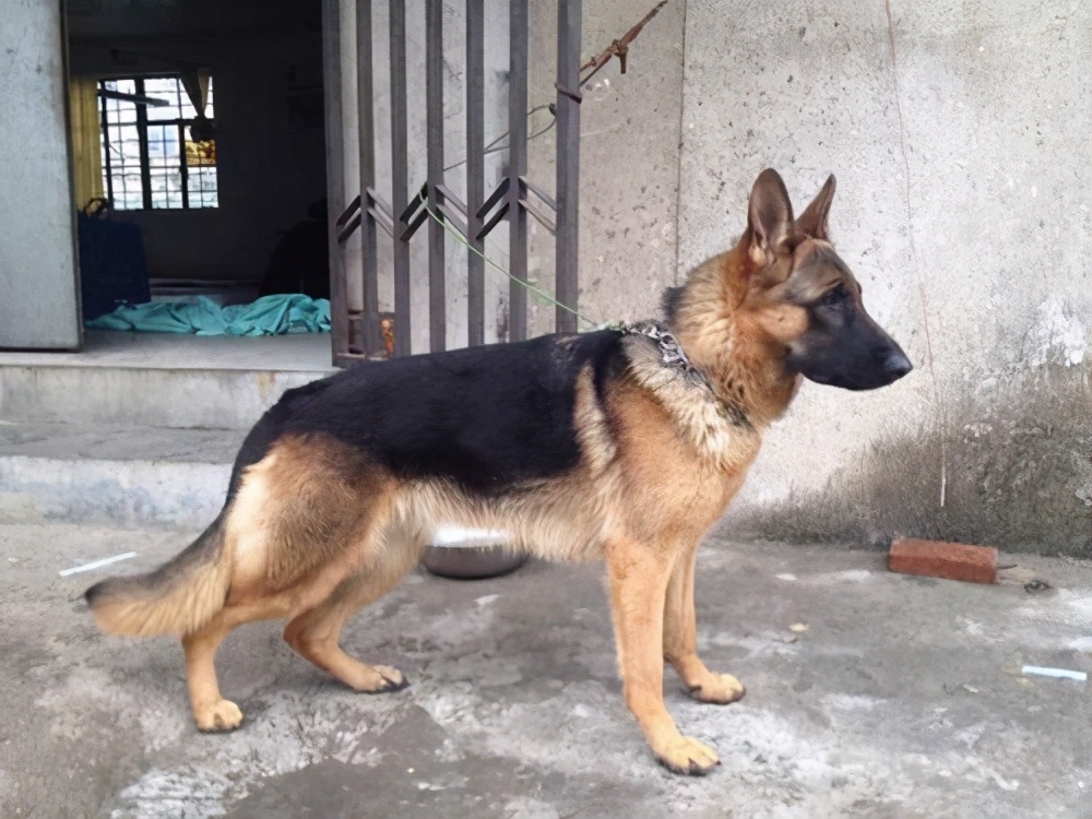 锤系德牧的优点和缺点,德牧的优点和缺点